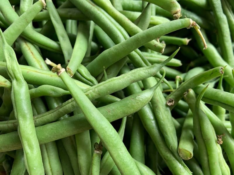 لوبيا